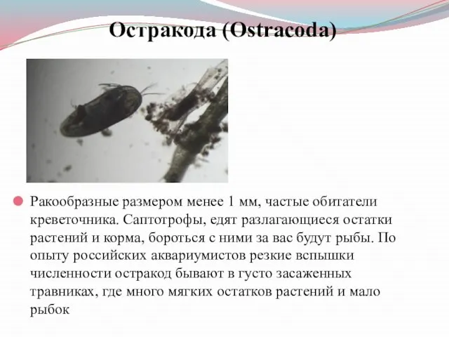 Остракода (Ostracoda) Ракообразные размером менее 1 мм, частые обитатели креветочника. Саптотрофы,