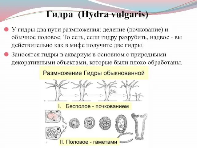 Гидра (Hydra vulgaris) У гидры два пути размножения: деление (почкование) и