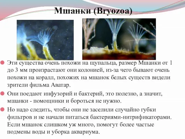 Мшанки (Bryozoa) Эти существа очень похожи на щупальца, размер Мшанки от