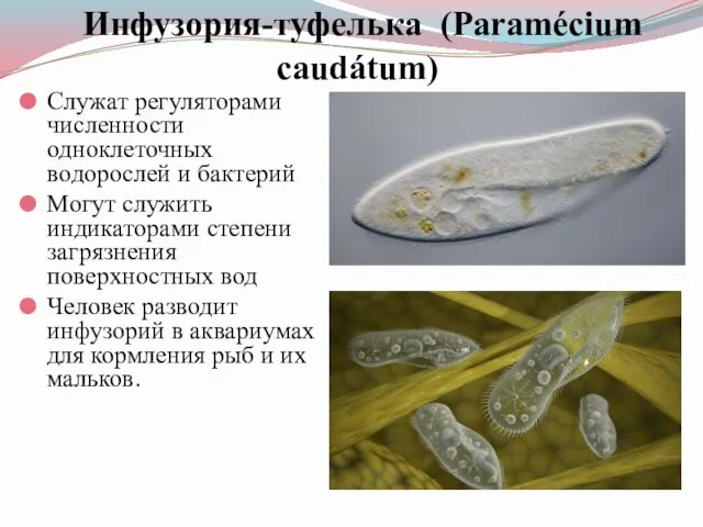 Инфузория-туфелька (Paramécium caudátum) Служат регуляторами численности одноклеточных водорослей и бактерий Могут