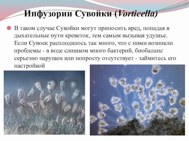 Инфузории Сувойки (Vorticella) В таком случае Сувойки могут приносить вред, попадая