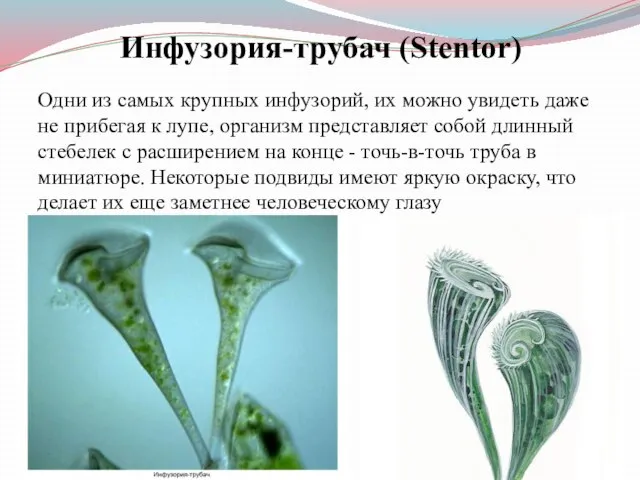 Инфузория-трубач (Stentor) Одни из самых крупных инфузорий, их можно увидеть даже