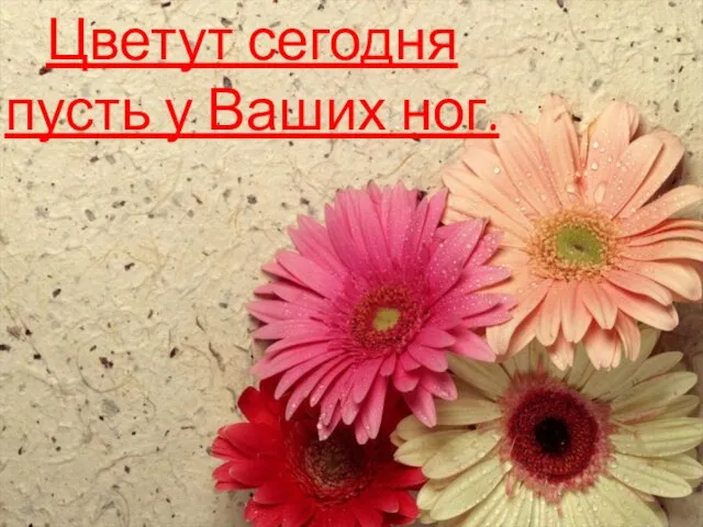 Цветут сегодня пусть у Ваших ног.