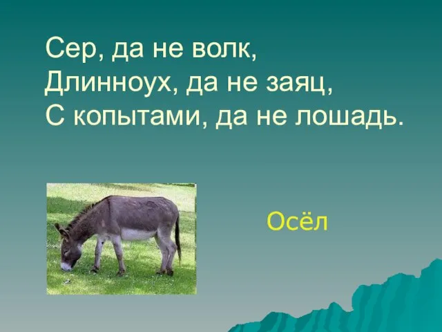 Сер, да не волк, Длинноух, да не заяц, С копытами, да не лошадь. Осёл