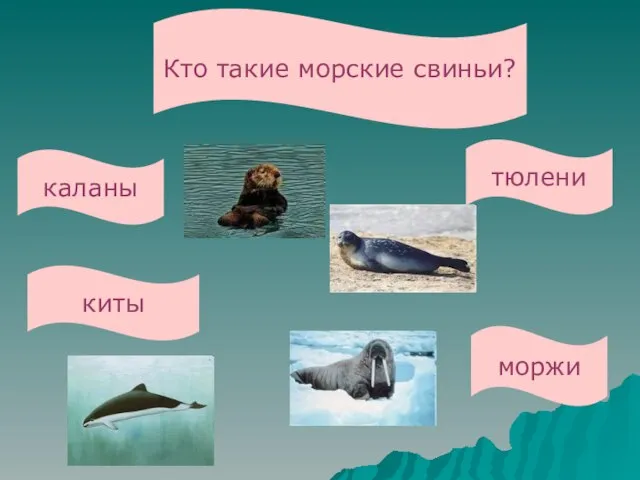 Кто такие морские свиньи? каланы тюлени киты моржи