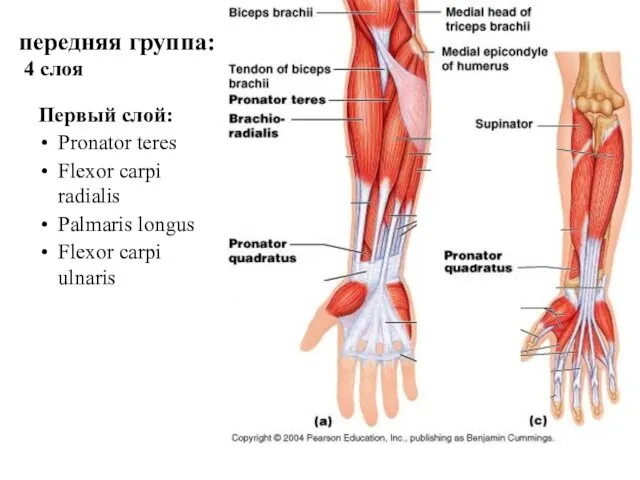 передняя группа: 4 слоя Первый слой: Pronator teres Flexor carpi radialis Palmaris longus Flexor carpi ulnaris