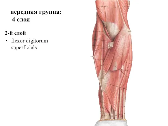 2-й слой flexor digitorum superficials передняя группа: 4 слоя