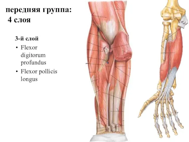 3-й слой Flexor digitorum profundus Flexor pollicis longus передняя группа: 4 слоя