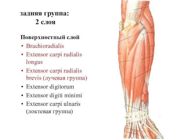 задняя группа: 2 слоя Поверхностный слой Brachioradialis Extensor carpi radialis longus