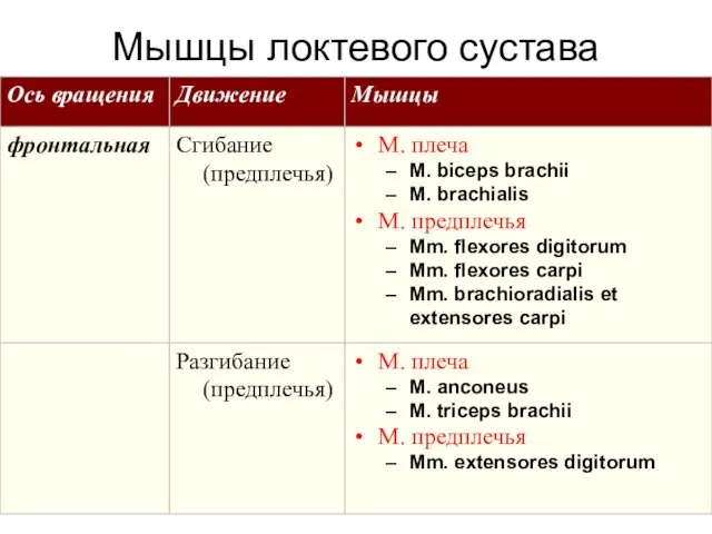 Мышцы локтевого сустава