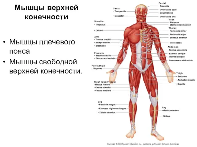 Мышцы верхней конечности Мышцы плечевого пояса Мышцы свободной верхней конечности.