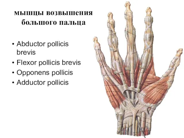 мышцы возвышения большого пальца Abductor pollicis brevis Flexor pollicis brevis Opponens pollicis Adductor pollicis