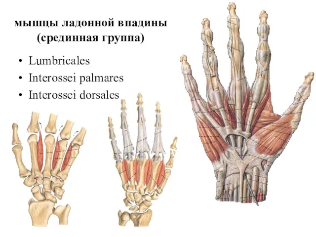 мышцы ладонной впадины (срединная группа) Lumbricales Interossei palmares Interossei dorsales