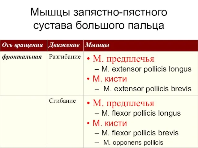 Мышцы запястно-пястного сустава большого пальца