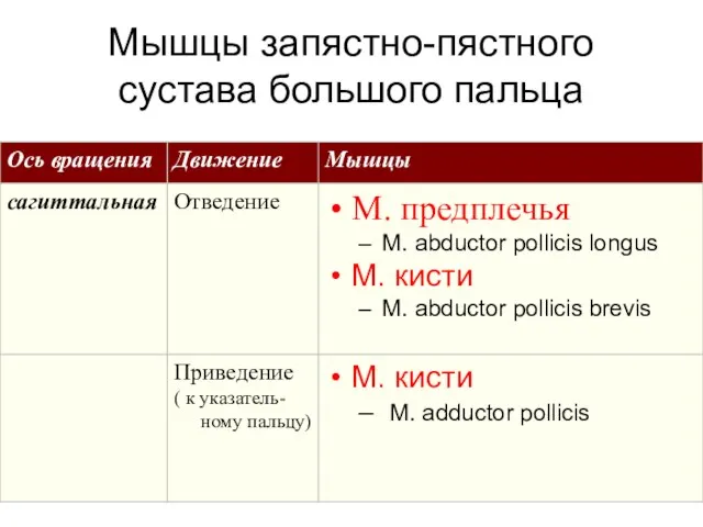 Мышцы запястно-пястного сустава большого пальца