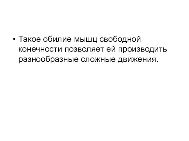 Такое обилие мышц свободной конечности позволяет ей производить разнообразные сложные движения.