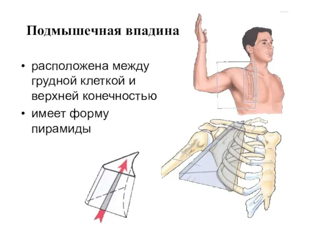 Подмышечная впадина расположена между грудной клеткой и верхней конечностью имеет форму пирамиды