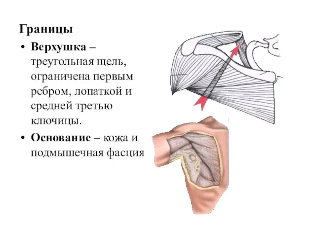 Границы Верхушка – треугольная щель, ограничена первым ребром, лопаткой и средней