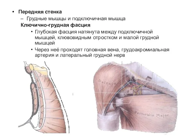 Передняя стенка Грудные мышцы и подключичная мышца Ключично-грудная фасция Глубокая фасция