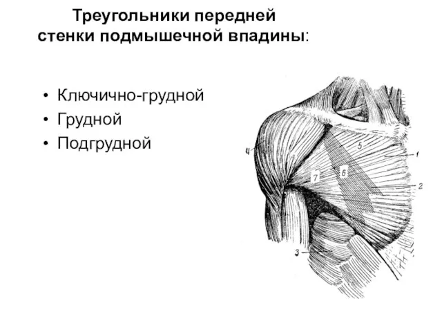 Треугольники передней стенки подмышечной впадины: Ключично-грудной Грудной Подгрудной