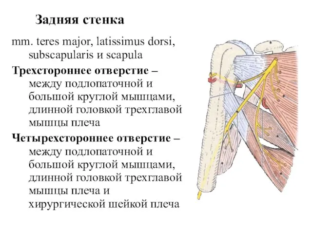 mm. teres major, latissimus dorsi, subscapularis и scapula Трехстороннее отверстие –