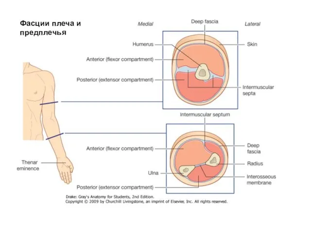 Фасции плеча и предплечья