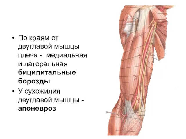 По краям от двуглавой мышцы плеча - медиальная и латеральная биципитальные