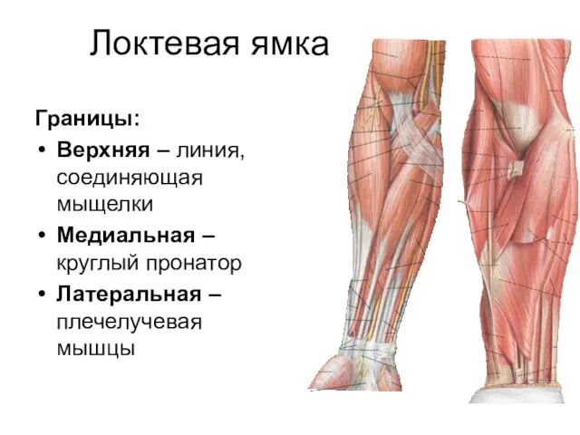 Локтевая ямка Границы: Верхняя – линия, соединяющая мыщелки Медиальная – круглый пронатор Латеральная – плечелучевая мышцы