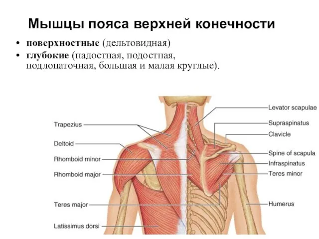 Мышцы пояса верхней конечности поверхностные (дельтовидная) глубокие (надостная, подостная, подлопаточная, большая и малая круглые).