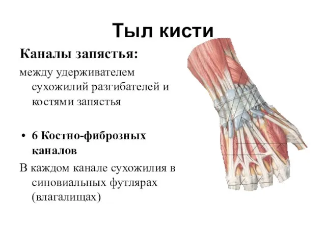 Тыл кисти Каналы запястья: между удерживателем сухожилий разгибателей и костями запястья