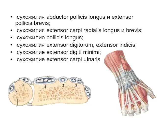 сухожилия abductor pollicis longus и extensor pollicis brevis; сухожилия extensor carpi