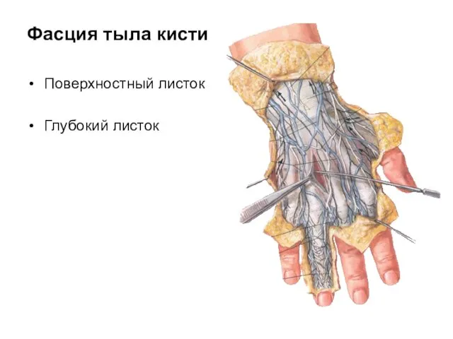 Фасция тыла кисти Поверхностный листок Глубокий листок