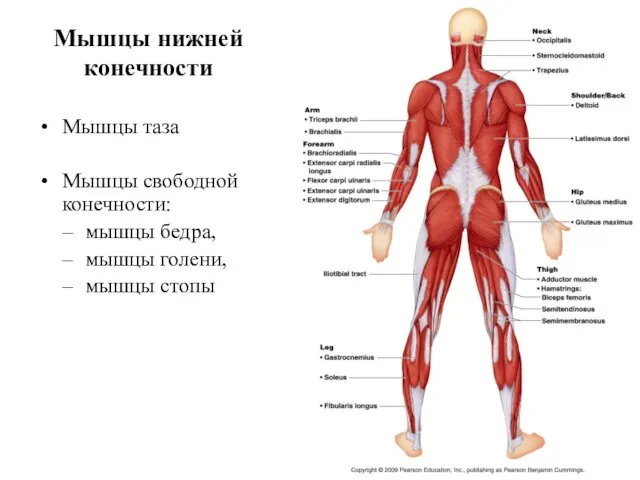 Мышцы нижней конечности Мышцы таза Мышцы свободной конечности: мышцы бедра, мышцы голени, мышцы стопы