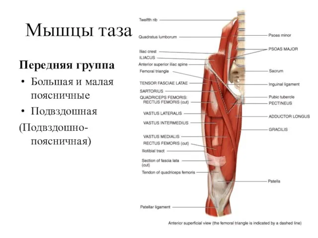 Мышцы таза Передняя группа Большая и малая поясничные Подвздошная (Подвздошно-поясничная)