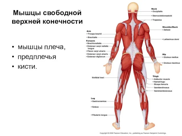 Мышцы свободной верхней конечности мышцы плеча, предплечья кисти.