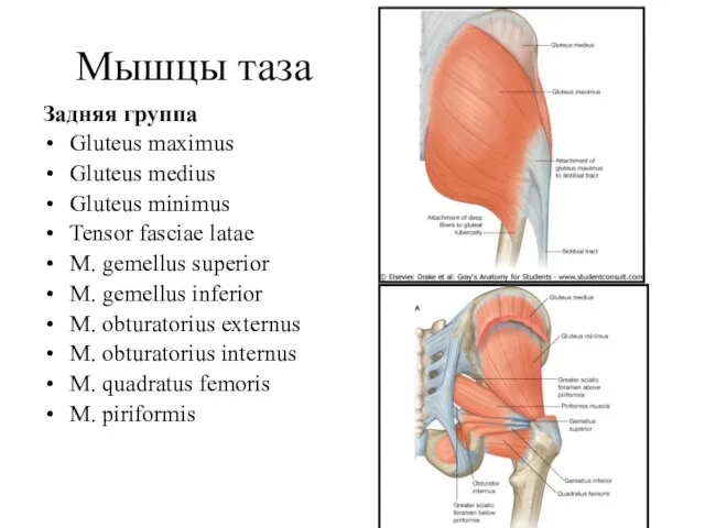 Мышцы таза Задняя группа Gluteus maximus Gluteus medius Gluteus minimus Tensor