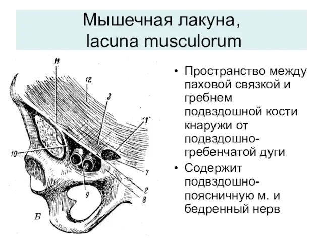 Мышечная лакуна, lacuna musculorum Пространство между паховой связкой и гребнем подвздошной