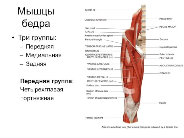 Мышцы бедра Три группы: Передняя Медиальная Задняя Передняя группа: Четырехглавая портняжная