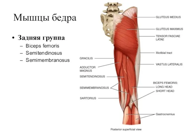 Мышцы бедра Задняя группа Biceps femoris Semitendinosus Semimembranosus