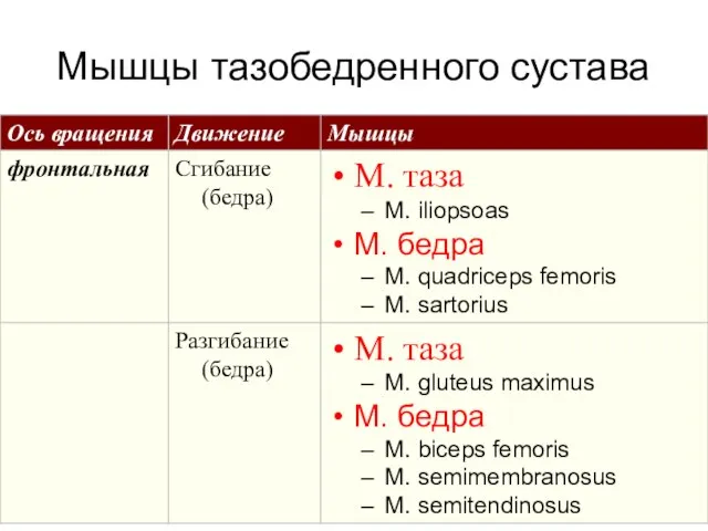 Мышцы тазобедренного сустава