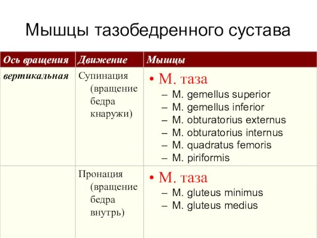 Мышцы тазобедренного сустава