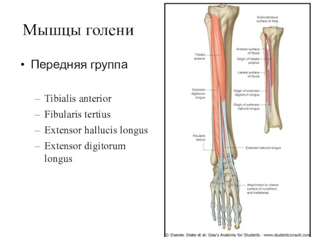 Мышцы голени Передняя группа Tibialis anterior Fibularis tertius Extensor hallucis longus Extensor digitorum longus