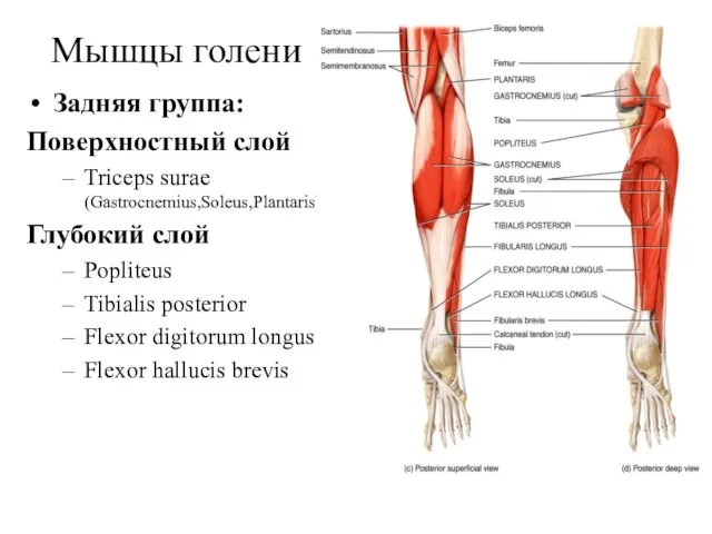 Мышцы голени Задняя группа: Поверхностный слой Triceps surae (Gastrocnemius,Soleus,Plantaris) Глубокий слой