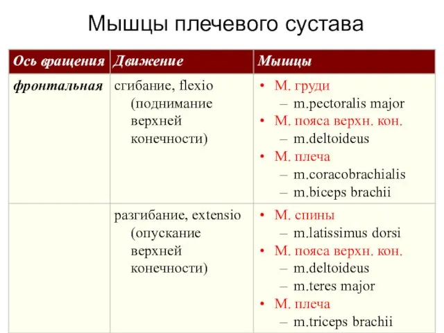 Мышцы плечевого сустава