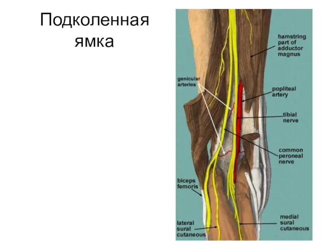 Подколенная ямка