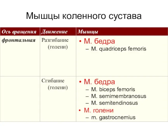 Мышцы коленного сустава