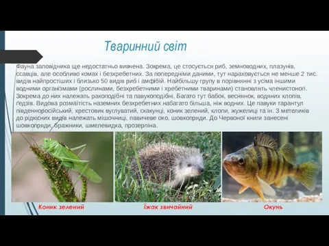 Тваринний світ Фауна заповідника ще недостатньо вивчена. Зокрема, це стосується риб,