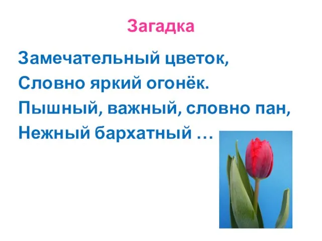 Загадка Замечательный цветок, Словно яркий огонёк. Пышный, важный, словно пан, Нежный бархатный …