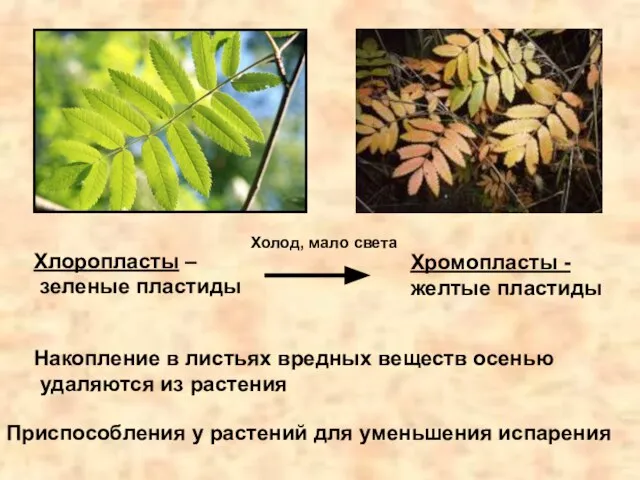 Приспособления у растений для уменьшения испарения Хлоропласты – зеленые пластиды Хромопласты