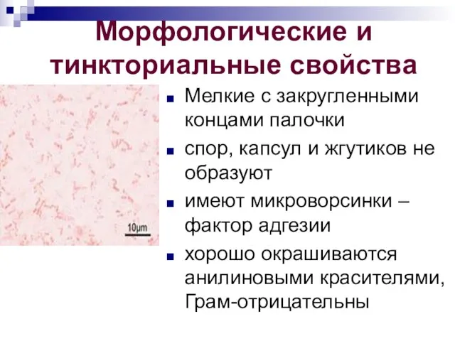 Морфологические и тинкториальные свойства Мелкие с закругленными концами палочки спор, капсул